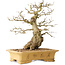 Carpinus coreana, 37 cm, ± 50 jaar oud