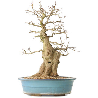 Carpinus coreana, 47 cm, ± 40 jaar oud
