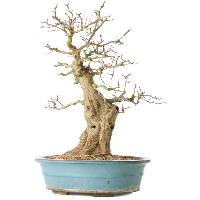 Carpinus coreana, 47 cm, ± 40 ans