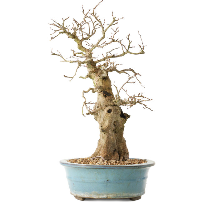 Carpinus coreana, 47 cm, ± 40 ans