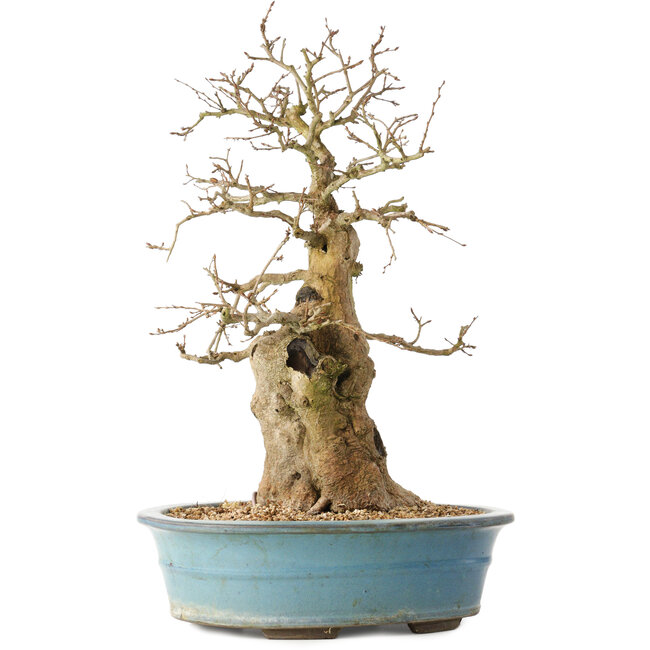 Carpinus coreana, 47 cm, ± 40 ans