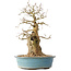 Carpinus coreana, 47 cm, ± 40 jaar oud