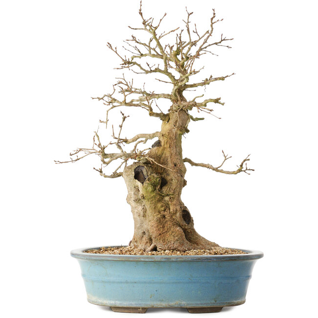 Carpinus coreana, 47 cm, ± 40 ans