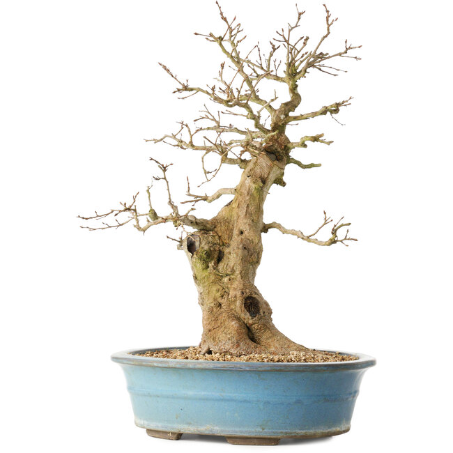 Carpinus coreana, 47 cm, ± 40 ans