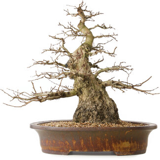 Carpinus coreana, 42 cm, ± 60 jaar oud