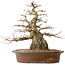 Carpinus coreana, 42 cm, ± 60 years old, with a good base and exceptionally beautiful tapering