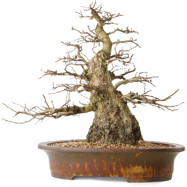 Carpinus coreana, 42 cm, ± 60 jaar oud, met een goede basis en uitzonderlijk mooie taps toelopende vorm