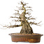 Carpinus coreana, 42 cm, ± 60 anni, con una buona base e una conicità eccezionalmente bella