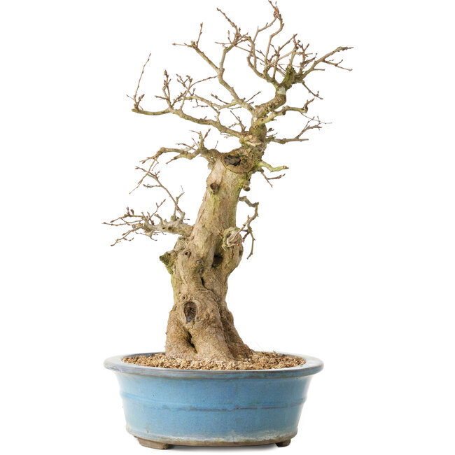 Carpinus coreana, 47 cm, ± 40 years old
