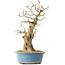 Carpinus coreana, 47 cm, ± 40 jaar oud