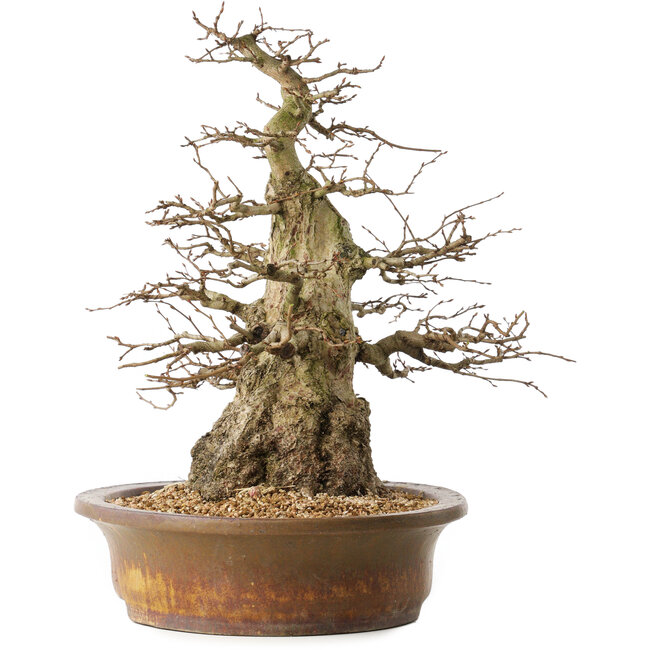 Carpinus coreana, 42 cm, ± 60 anni, con una buona base e una conicità eccezionalmente bella