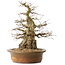 Carpinus coreana, 42 cm, ± 60 anni, con una buona base e una conicità eccezionalmente bella