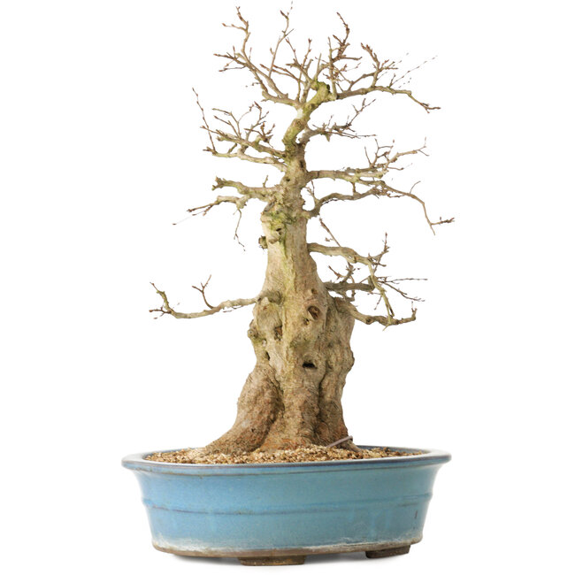 Carpinus coreana, 47 cm, ± 40 jaar oud