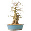 Carpinus coreana, 47 cm, ± 40 ans