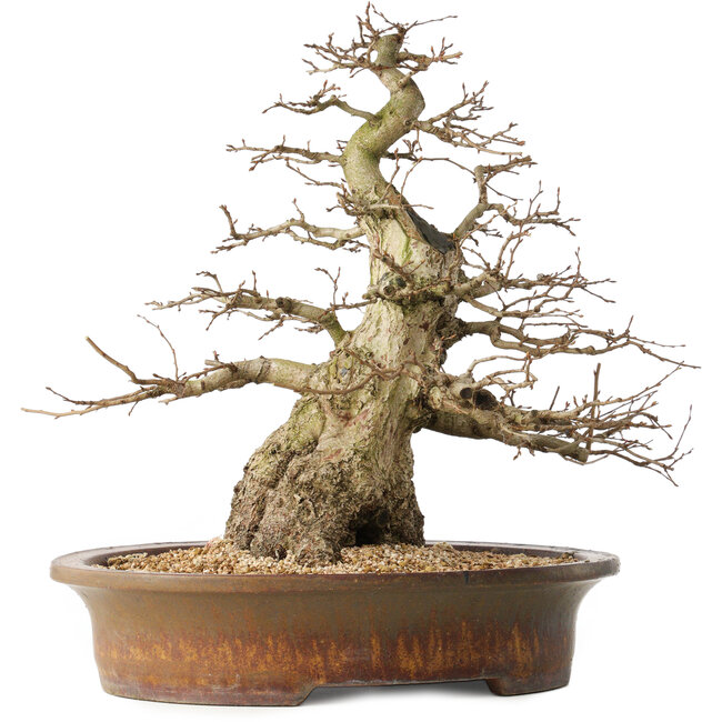 Carpinus coreana, 42 cm, ± 60 years old, with a good base and exceptionally beautiful tapering