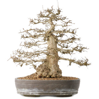 Carpinus coreana, 44 cm, ± 60 jaar oud