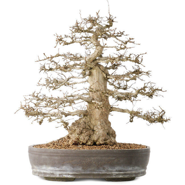 Carpinus coreana, 44 cm, ± 60 jaar oud