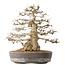Carpinus coreana, 44 cm, ± 60 years old