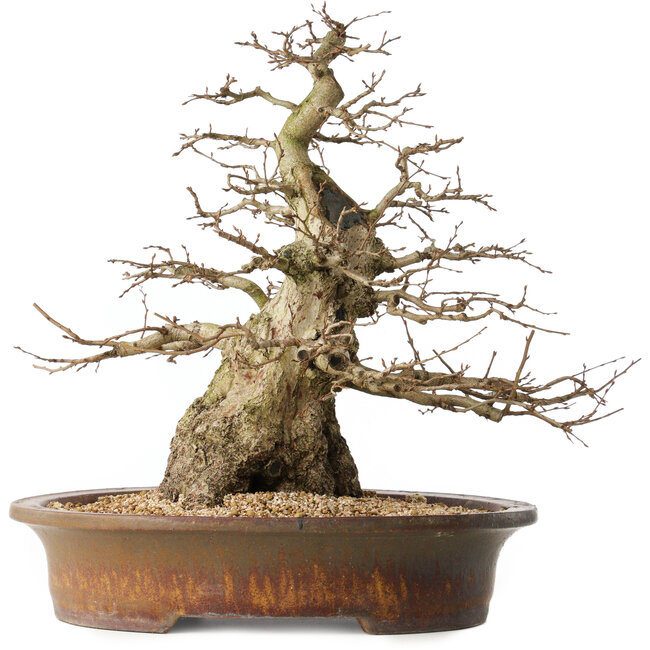 Carpinus coreana, 42 cm, ± 60 años, con una buena base y un ahusamiento excepcionalmente hermoso.