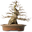 Carpinus coreana, 42 cm, ± 60 anni, con una buona base e una conicità eccezionalmente bella