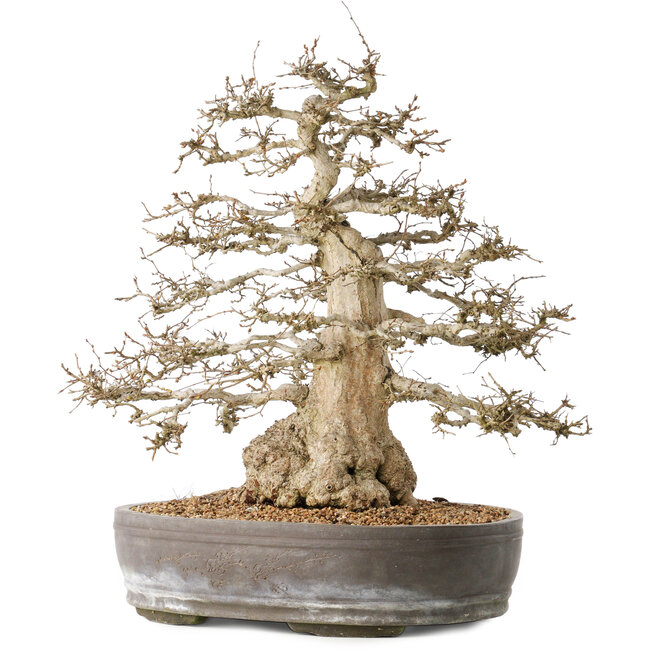 Carpinus coreana, 44 cm, ± 60 years old