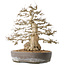 Carpinus coreana, 44 cm, ± 60 years old
