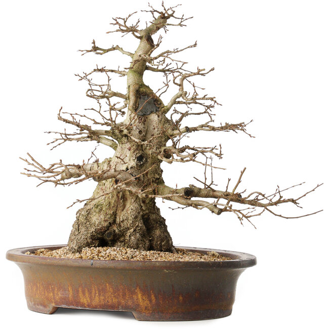 Carpinus coreana, 42 cm, ± 60 ans, avec une bonne base et un effilement exceptionnellement beau
