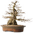 Carpinus coreana, 42 cm, ± 60 years old, with a good base and exceptionally beautiful tapering