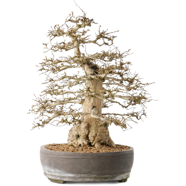 Carpinus coreana, 44 cm, ± 60 years old