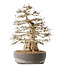 Carpinus coreana, 44 cm, ± 60 jaar oud