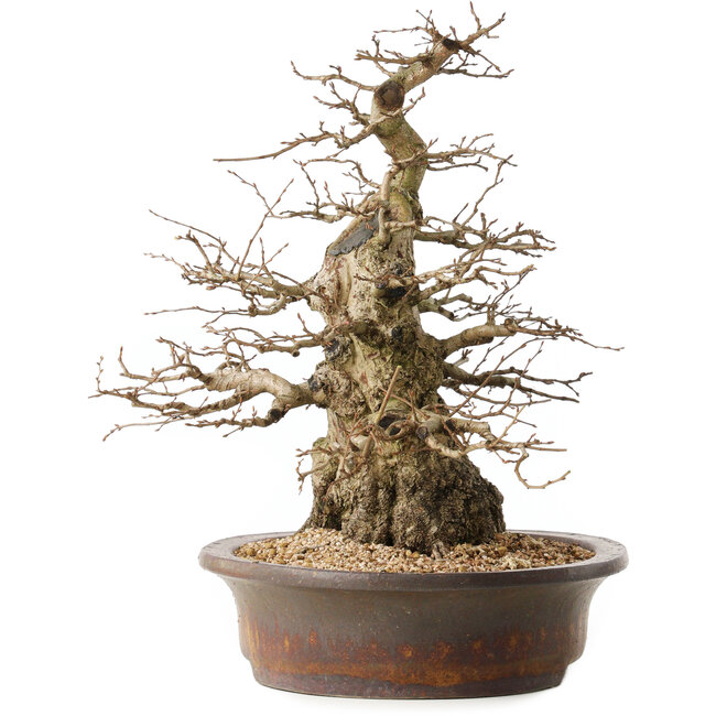 Carpinus coreana, 42 cm, ± 60 ans, avec une bonne base et un effilement exceptionnellement beau