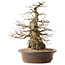 Carpinus coreana, 42 cm, ± 60 years old, with a good base and exceptionally beautiful tapering
