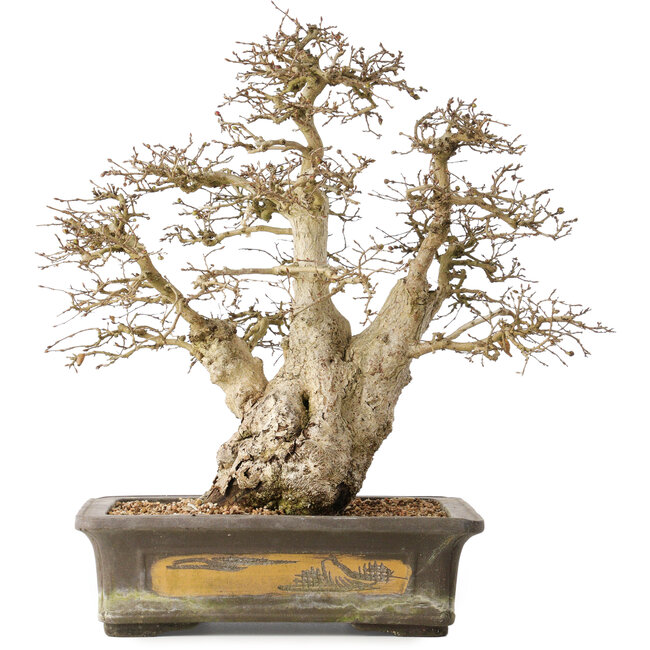 Carpinus coreana, 44 cm, ± 50 jaar oud