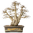Carpinus coreana, 44 cm, ± 50 jaar oud