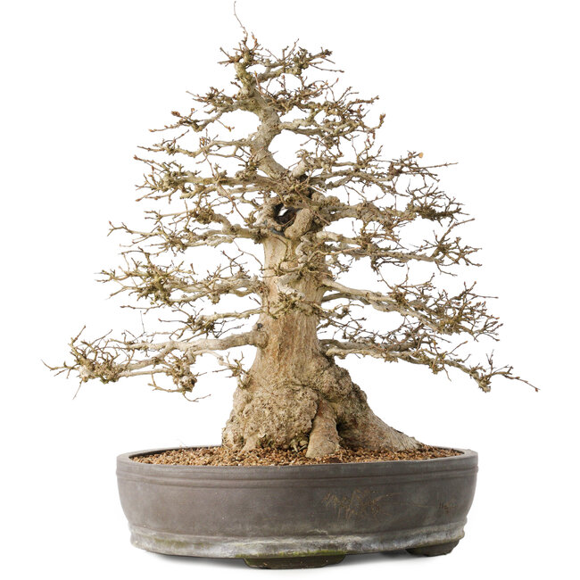 Carpinus coreana, 44 cm, ± 60 years old