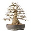 Carpinus coreana, 44 cm, ± 60 years old