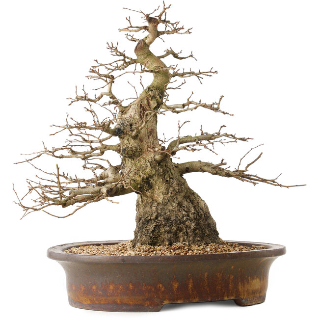 Carpinus coreana, 42 cm, ± 60 ans, avec une bonne base et un effilement exceptionnellement beau