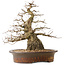 Carpinus coreana, 42 cm, ± 60 anni, con una buona base e una conicità eccezionalmente bella