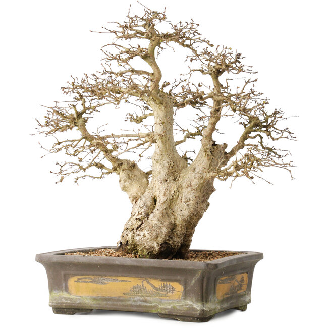 Carpinus coreana, 44 cm, ± 50 jaar oud