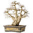 Carpinus coreana, 44 cm, ± 50 jaar oud
