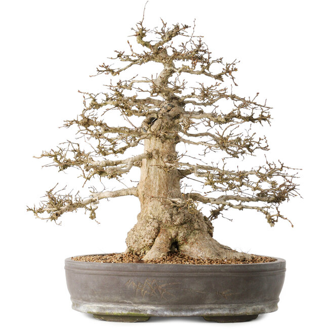 Carpinus coreana, 44 cm, ± 60 jaar oud