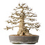Carpinus coreana, 44 cm, ± 60 jaar oud