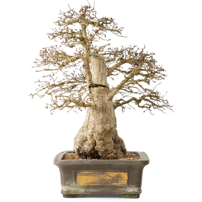 Carpinus coreana, 44 cm, ± 50 Jahre alt