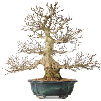 Carpinus coreana, 46 cm, ± 60 jaar oud
