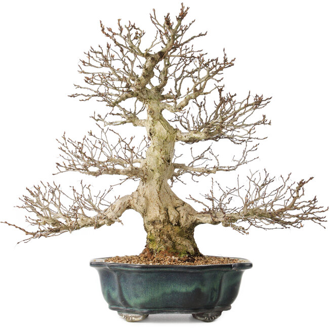 Carpinus coreana, 46 cm, ± 60 jaar oud, met een uitzonderlijk mooie vertakking