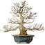 Carpinus coreana, 46 cm, ± 60 jaar oud, met een uitzonderlijk mooie vertakking