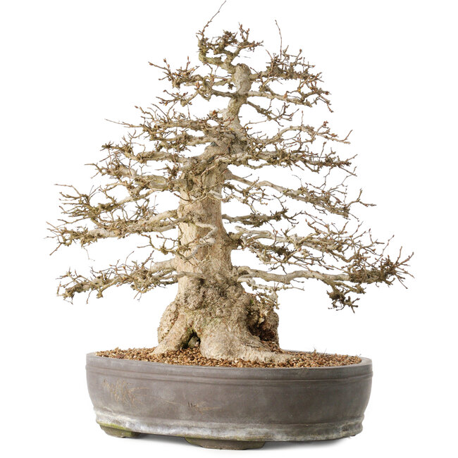 Carpinus coreana, 44 cm, ± 60 jaar oud