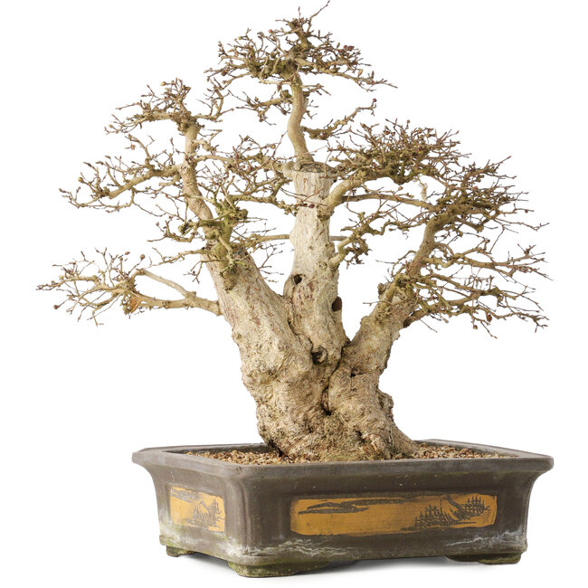 Carpinus coreana, 44 cm, ± 50 Jahre alt