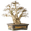 Carpinus coreana, 44 cm, ± 50 jaar oud