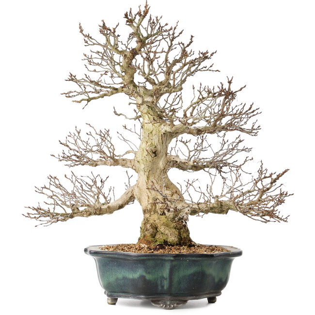 Carpinus coreana, 46 cm, ± 60 jaar oud, met een uitzonderlijk mooie vertakking